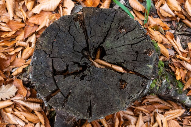 Photo vieille souche d'arbre dans la forêt d'automne