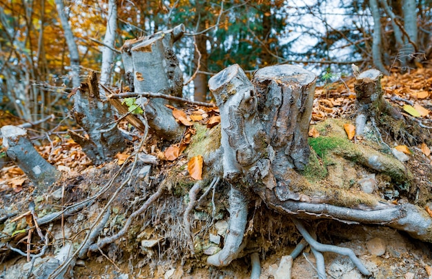 Vieille souche d'arbre parsemée de feuilles tombées dans la forêt d'automne