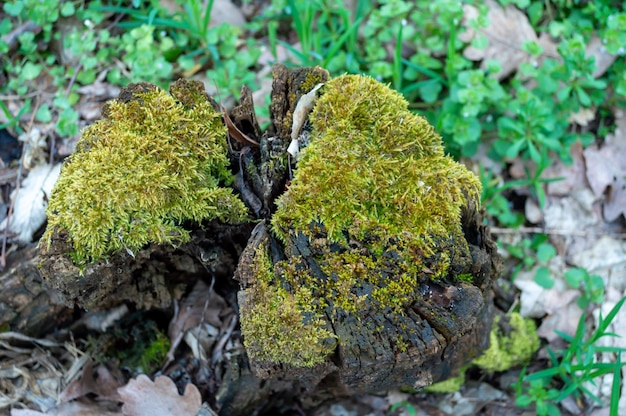 Vieille souche brune avec de la mousse verte dans la forêt