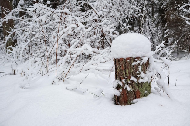 Une vieille souche couverte de neige blanche dans la belle forêt enneigée d'hiver