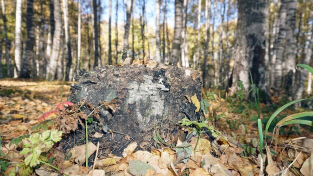 Photo une vieille souche dans la forêt d'automne de bouleau