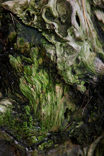 vieille souche dans la forêt, couverte de mousse verte. Souche dans la forêt recouverte de mousse verte.