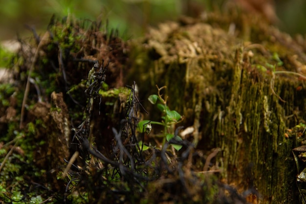 Vieille souche dans la forêt recouverte d'herbe et de champignons noirs