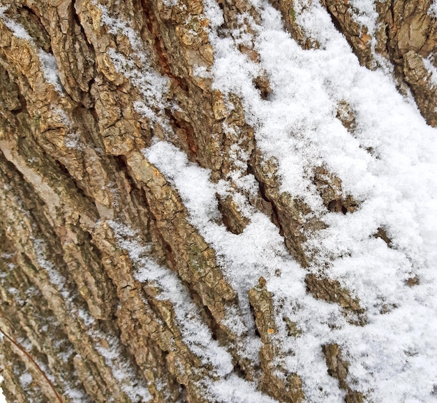 Vieille texture d'écorce d'arbre avec le fond de neige