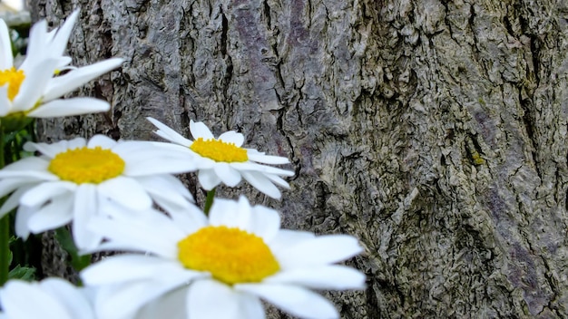 Vieille texture d'écorce d'arbre avec des marguerites sur le devant et l'espace de copie