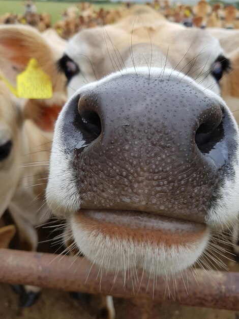 Photo une vieille vache curieuse.