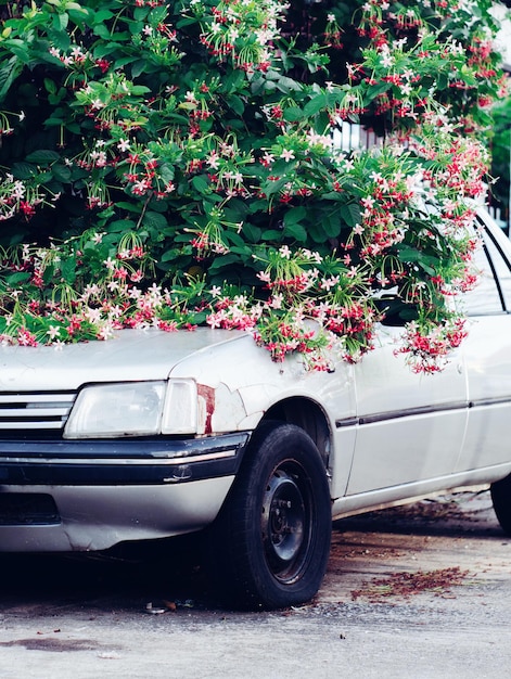 vieille voiture dans les arbustes à fleurs