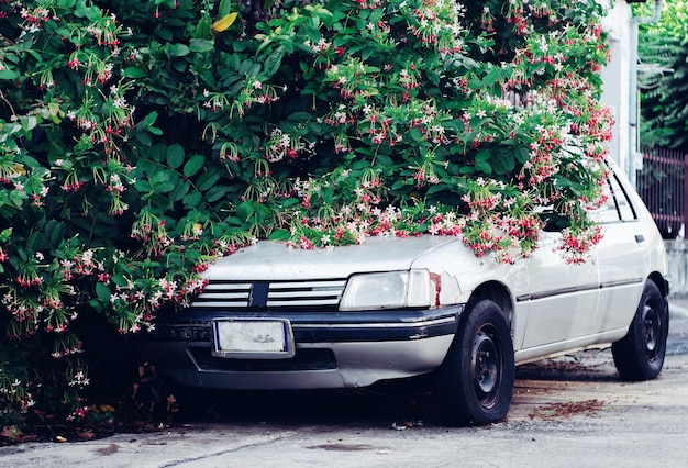 vieille voiture dans les arbustes à fleurs