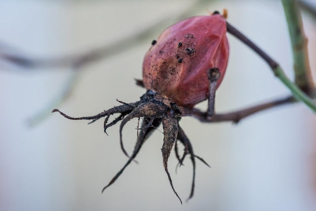 Les vieilles cynorhodons sèches sur des branches de bouquets