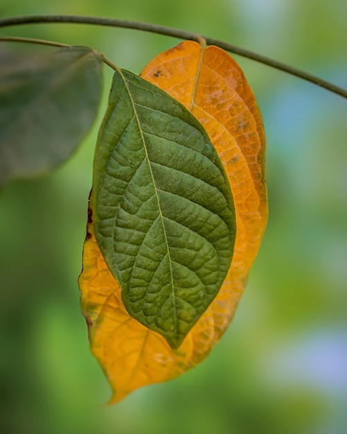 Vieilles feuilles jaunes et nouvelles feuilles vertes