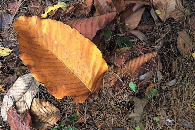 Les vieilles feuilles ont des détails intéressants.