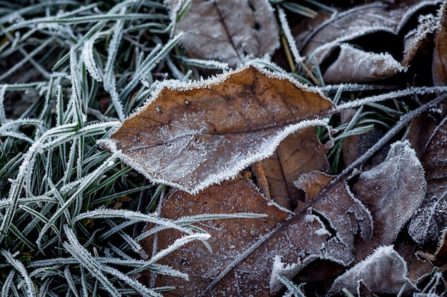 Vieilles feuilles sèches couvertes de givre. Le premier gel dans les bois, l'approche de l'hiver