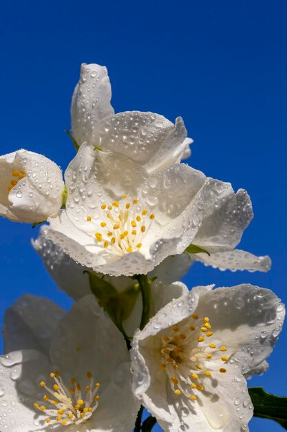 Vieilles fleurs blanches de jasmin en été
