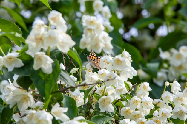 Vieilles fleurs blanches de jasmin en fleurs d'été sur des buissons de jasmin pendant la floraison