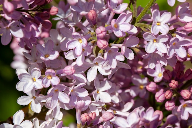 Vieilles fleurs lilas en fleurs au printemps vieilles fleurs lilas pourpres avec quelques défauts sur les pétales