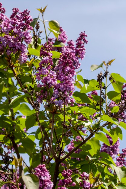 Vieilles fleurs lilas en fleurs au printemps