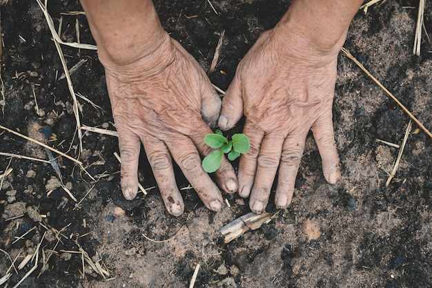 Vieilles mains, planter de jeunes légumes sur le sol