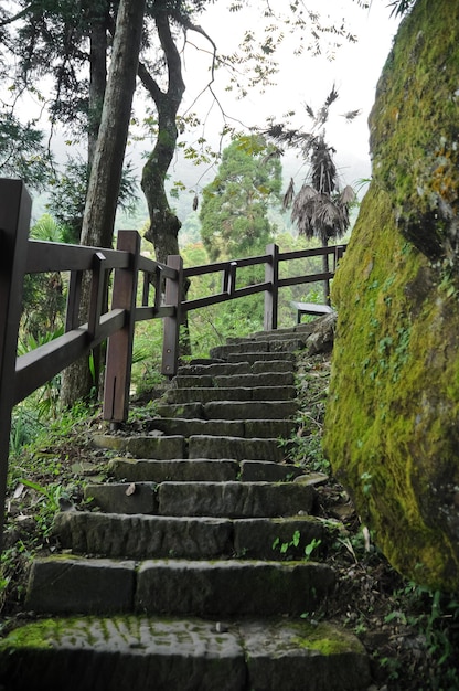 Vieilles marches humides et humides d'escalade d'escalier dans la forêt profonde