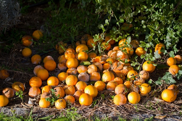 Photo vieilles oranges