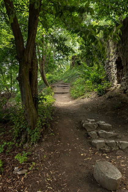 Vieilles pierres dans la forêt