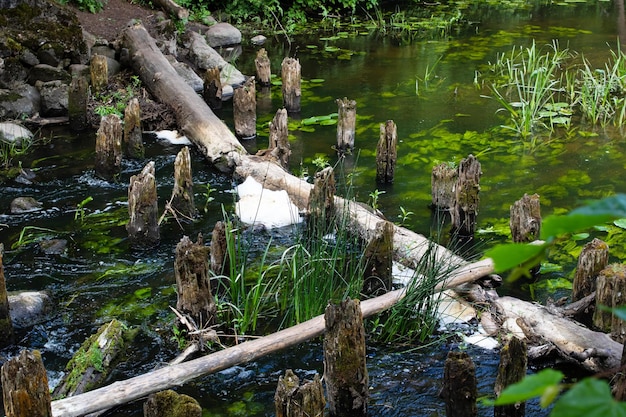 Vieilles souches pourries dans l'eau verte du marais