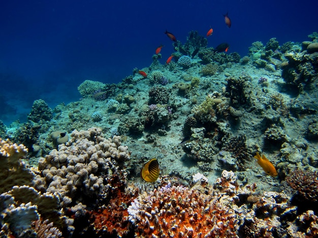 Viele bunte artenreiche korallen im roten meer