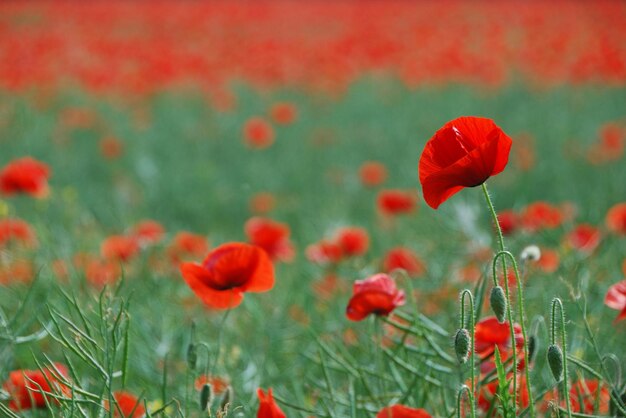 Viele schone mohnblumen im fruhling am feld