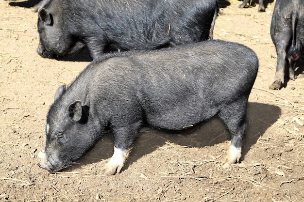 Vietnam petit cochon noir mangeant sur un sol en terre battue