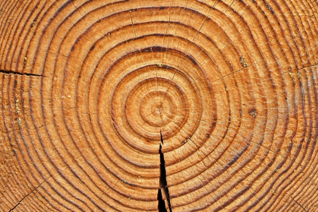 Vieux anneaux d'arbres bruns