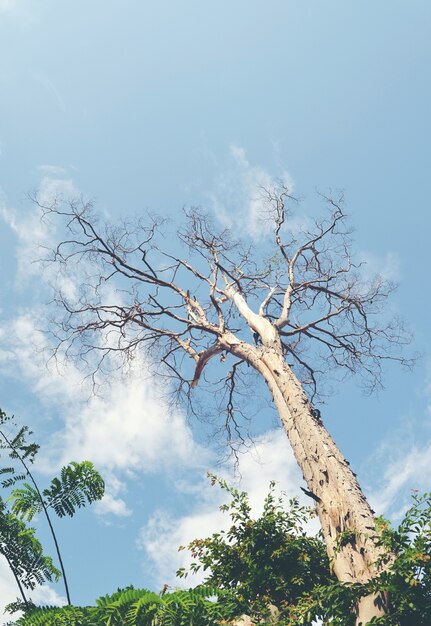 vieux arbre sec sur un ciel nuageux