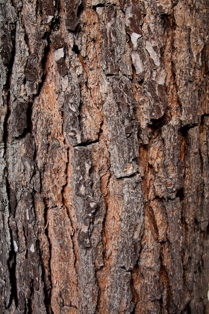 Vieux arbre texture