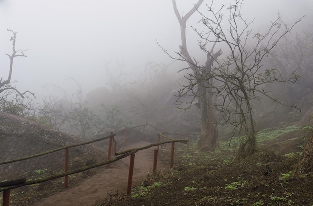 Vieux arbres, gros rochers et plantes vertes en jour brumeux dans la réserve nationale Lomas de Lachay, Lima Pérou