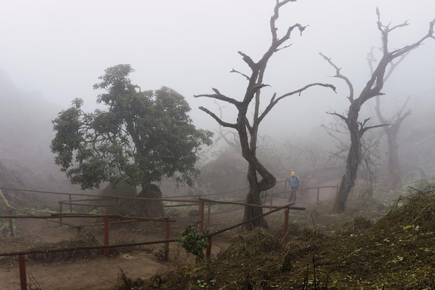 Vieux arbres, gros rochers et plantes vertes en jour brumeux dans la réserve nationale Lomas de Lachay, Lima Pérou