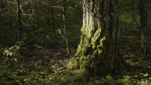 Photo vieux arbres avec lichen et mousse dans la forêt forêt arbres nature mousse de bois vert sur l'arbre dans le