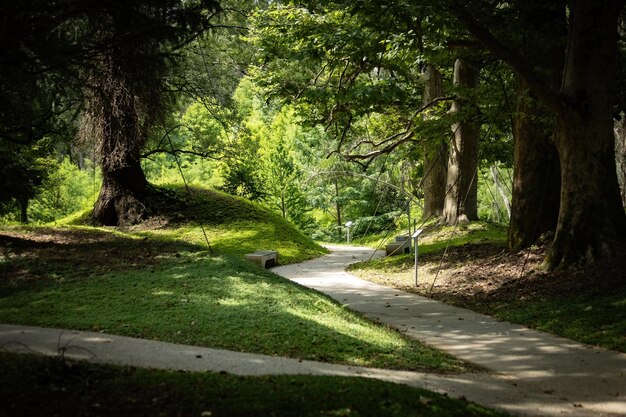 Vieux arbres massifs dans le parc dendrologique de Shekvetili à Batoumi en Géorgie