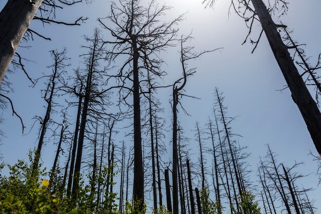 Vieux arbres secs morts isolés sur fond de ciel bleu