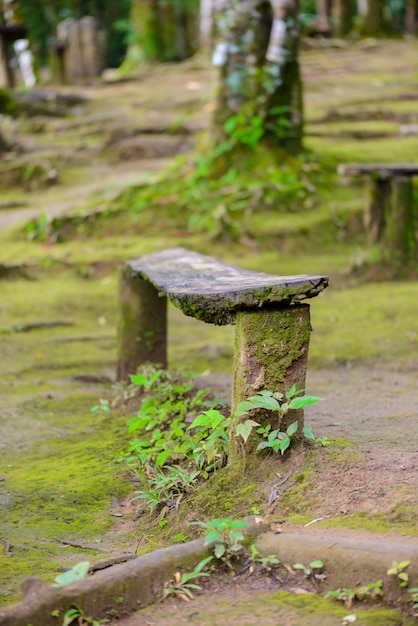 Vieux banc en bois avec mos vert