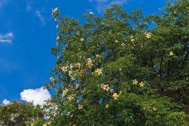 Vieux baobab en fleurs dans le parc