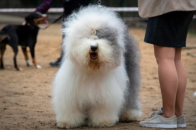 Un vieux berger anglais à la queue de chien à une exposition canine