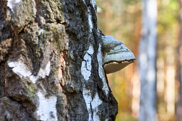 Vieux bouleau mort dans la forêt avec un champignon en croissance.