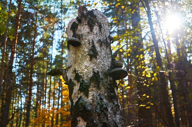 Vieux bouleau mort dans la forêt avec un champignon en expansion.