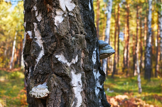 Vieux bouleau mort dans la forêt avec un champignon en expansion.