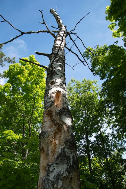 Un vieux bouleau pourri dans une forêt d'été