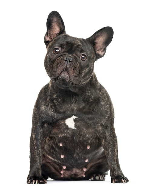 Vieux bouledogue femelle assis, isolé sur blanc