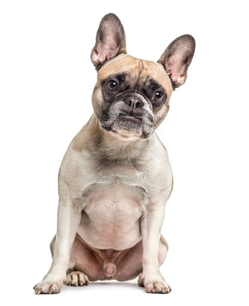 Vieux bouledogue français assis, isolé sur blanc