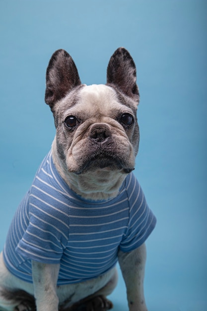 Vieux bouledogue français avec un pull rayé isolé sur fond bleu.