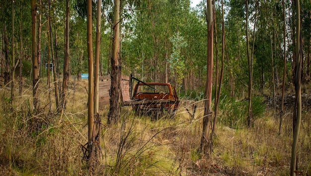 vieux camion avec des arbres à proximité à l'intérieur de la forêt à cusco