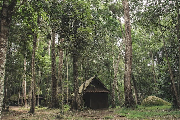 Vieux chalet en bois dans la forêt