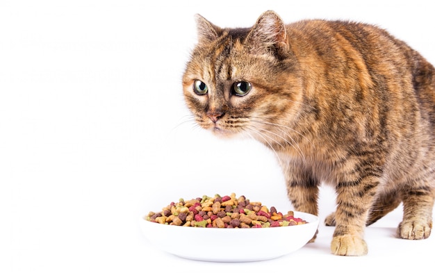 Vieux chat domestique et bol sur fond blanc