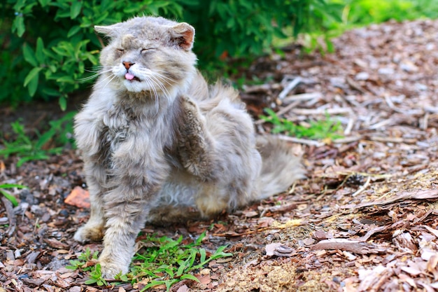 Un vieux chat errant gris démange les animaux sans abri